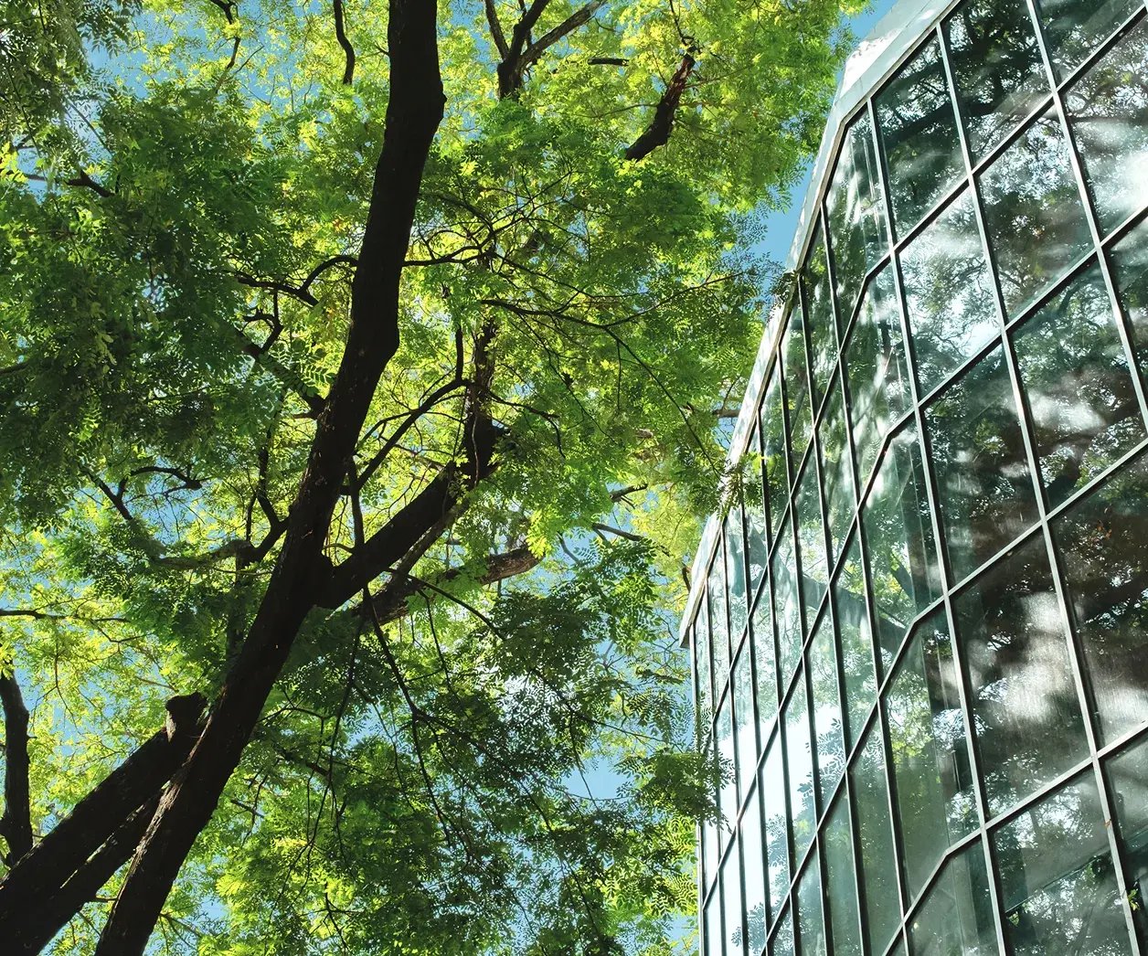 tree glass office