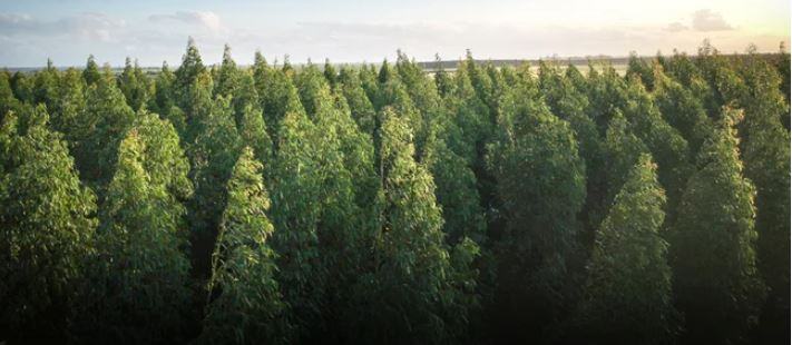PrintReleaf – Plant as you Print image